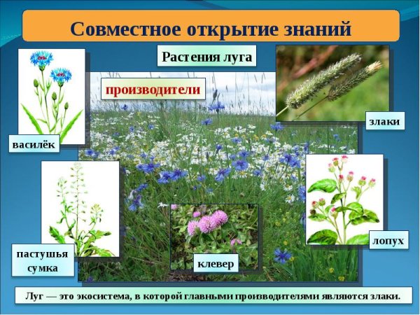 Экосистема Луга