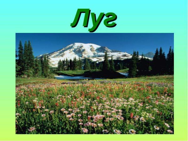 Презентация на тему луг