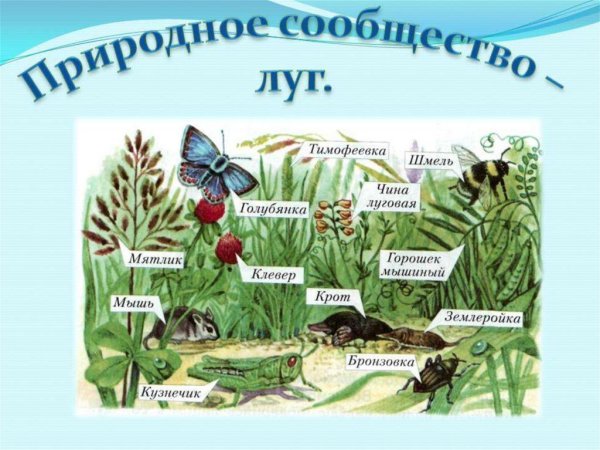 Природное сообщество луг животные