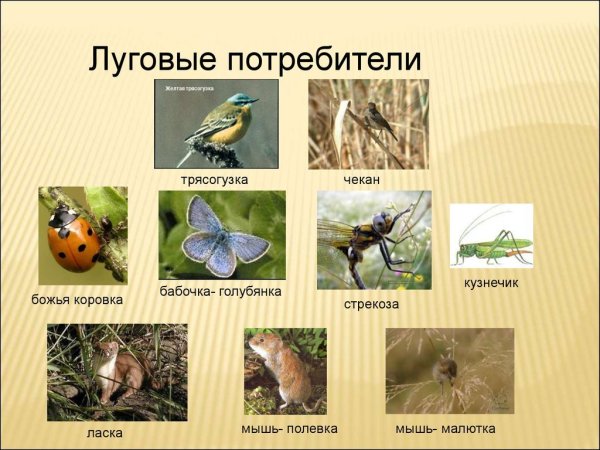 Экосистема Луга