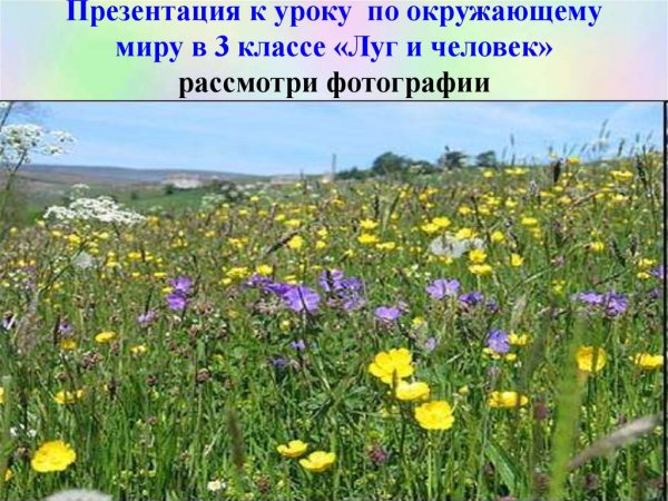 Луг и его обитатели