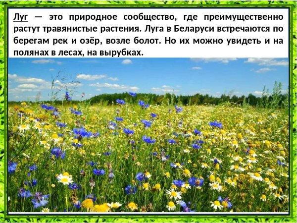 Природное сообщество луг