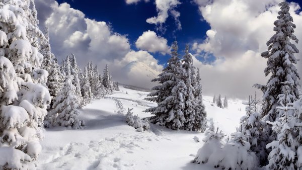 Зимняя природа