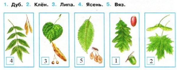 Плоды ясеня клена и липы окружающий мир