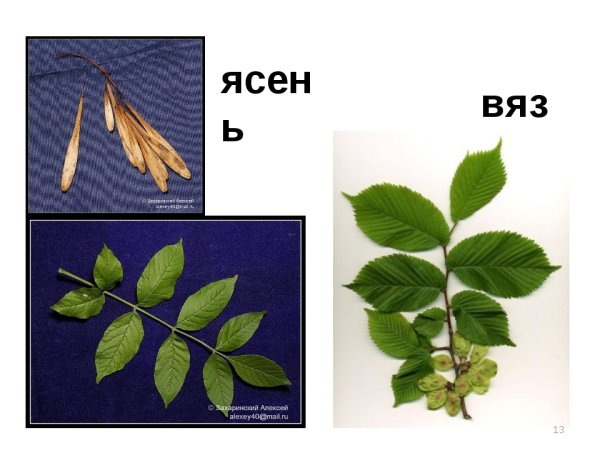 Вяз бук граб отличия