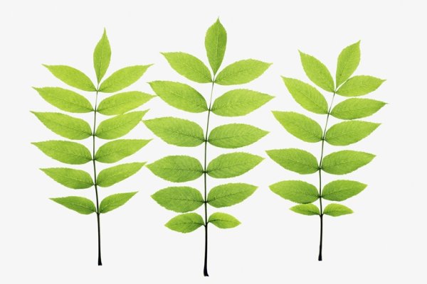 Форма листка ясеня