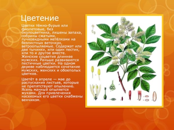 Ясень презентация