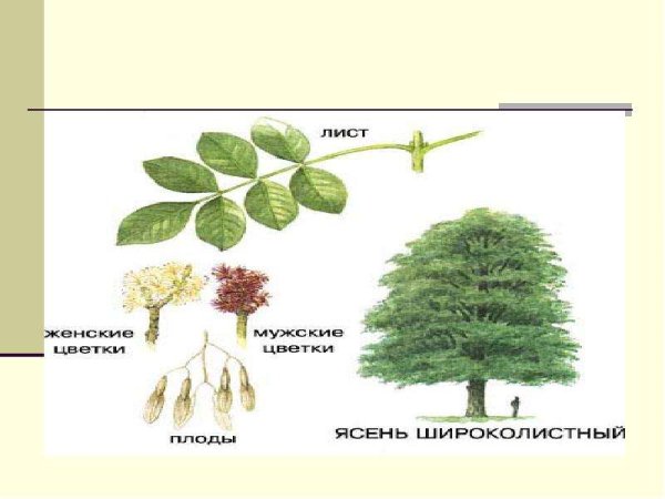 Ясень окружающий мир 2 класс. Ясень окружающий мир 2 класс
