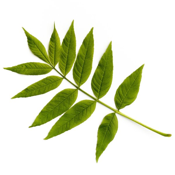 Лист ясеня на белом фоне