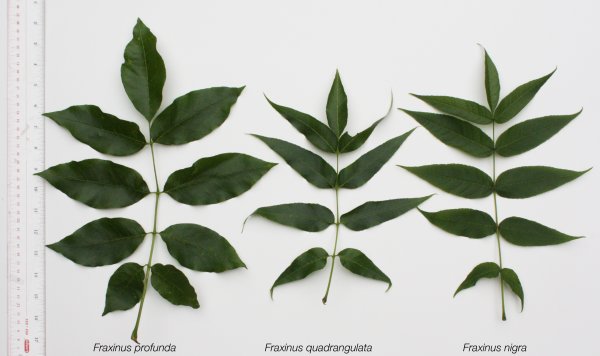 Лист рябины и ясеня