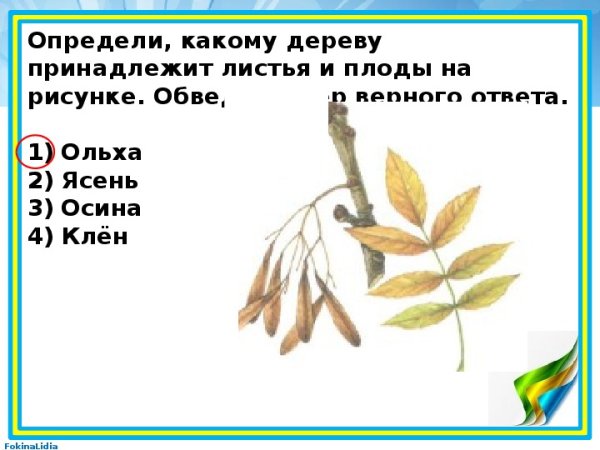 Листья клена и ясеня