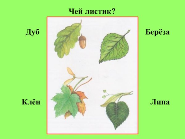Дуб береза клен липа