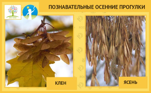 Семена ясеня и клена