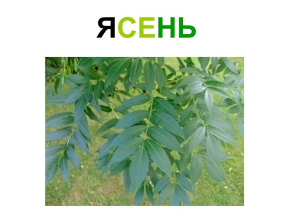 Лист ивы и ясеня