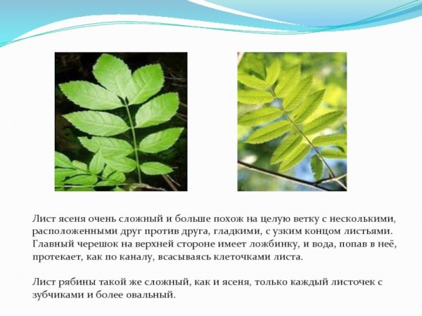 Форма листьев ясеня