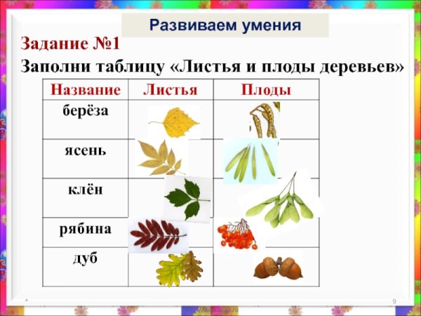 Листья и плоды деревьев