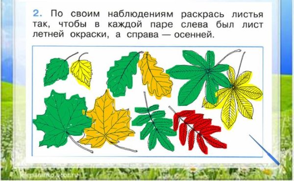 Практическая работа определяем деревья по листьям