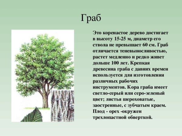 Дерево бук и.дерево граб