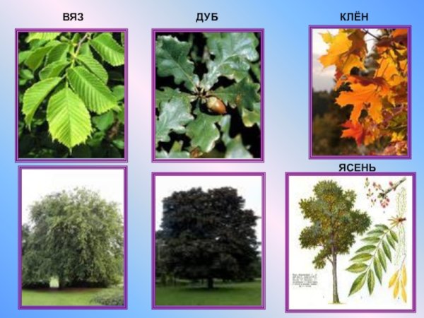 Дуб, липа, остролистный клён и вяз.