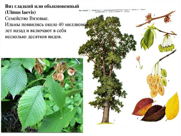 Вяз обыкновенный гладкий Ulmus laevis Вета