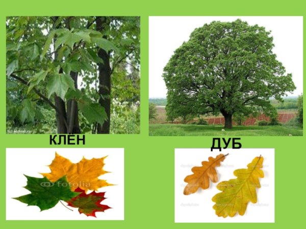 Деревья дуб береза клен