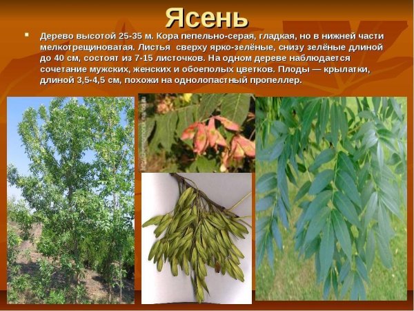 Ясень вязолистный