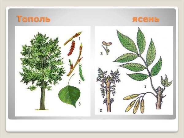 Листья осины и ясеня