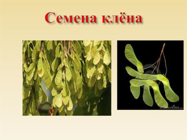 Семена ясеня и клена