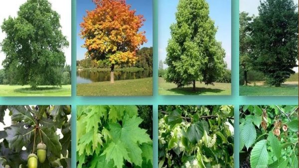 Дуб липа вяз клен