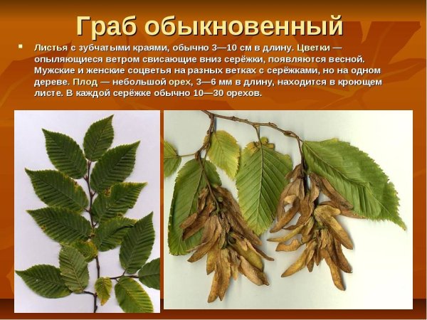 Граб дерево лист плод