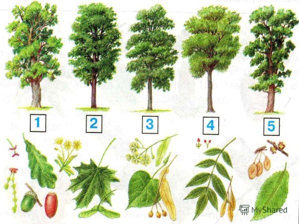 Клен ясень вяз липа