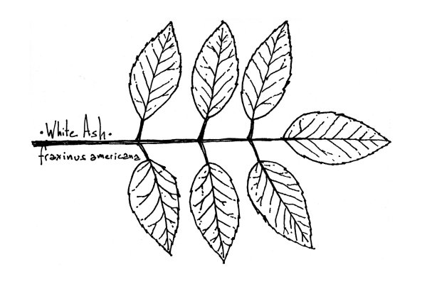 Ясень листья