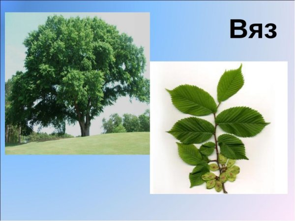 Вяз и граб