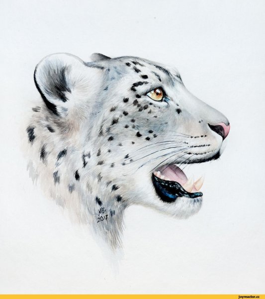 Ирбис или снежный Барс рисунки