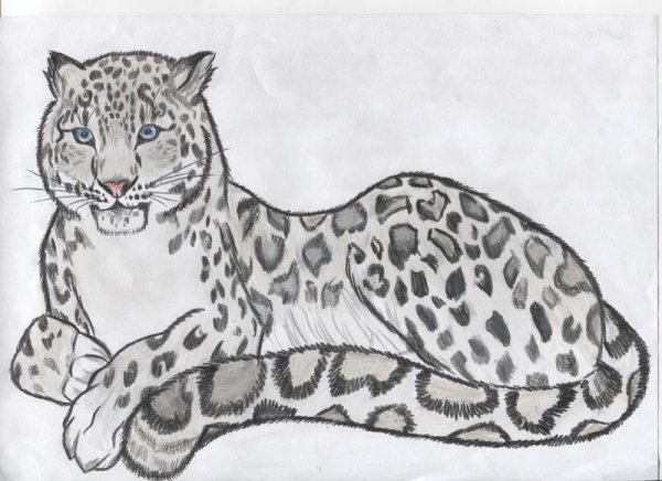 Снежный Барс рисунок