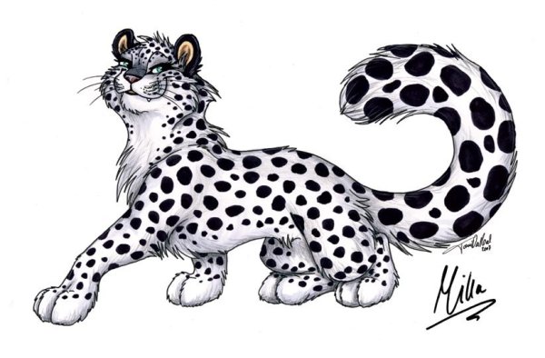 Снежный Барс рисунок