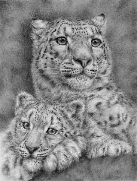 Снежный Барс гравюра