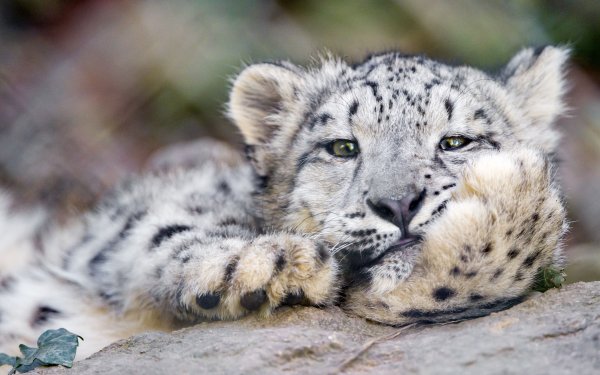 Irbis Snow Leopard