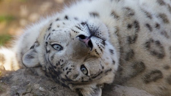 Снежный Барс Ирбис морда