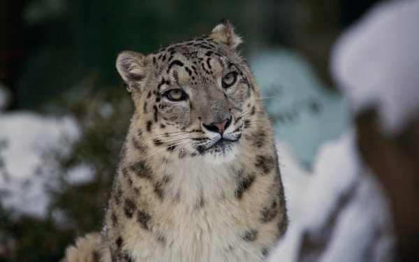 Ирбис окрас