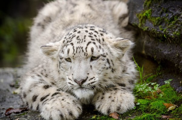 Снежный Барс и леопард