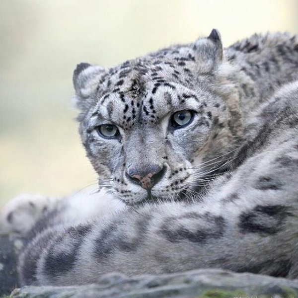 Ирбис анфас