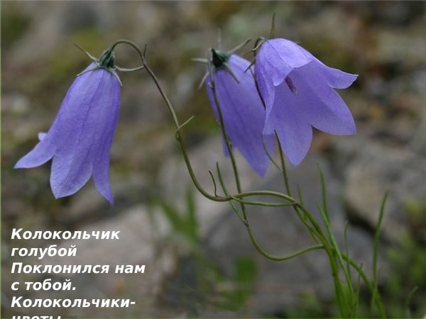 . Серовой «колокольчик голубой…»