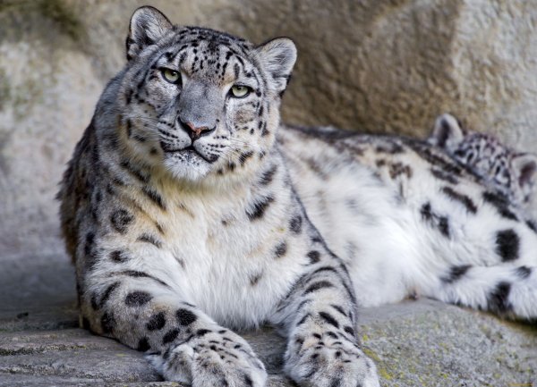 Снежный Барс (Ирбис, снежный леопард)