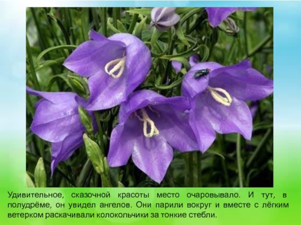 Колокольчик окружающий мир