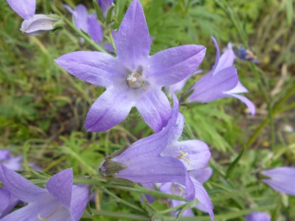 Колокольчик холмовой Campanula Collina