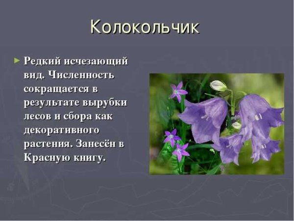 Растения красной книги России колокольчик