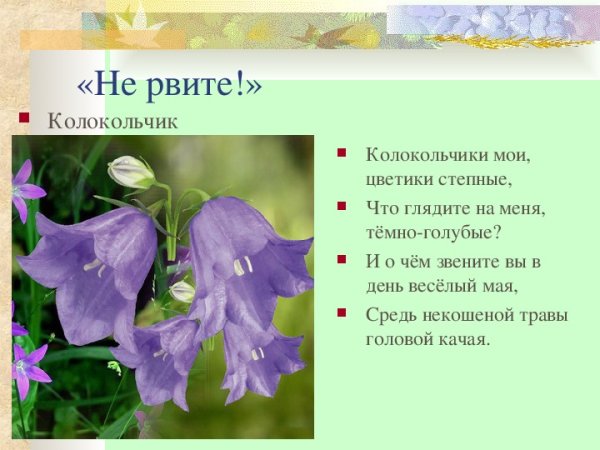 Описание колокольчика