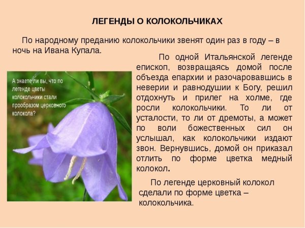 Описание колокольчика