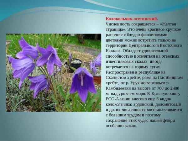 Растения красной книги России колокольчик